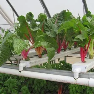 FarmTek HydroCycle 4" Pro NFT Lettuce Growing System | Compact Hydroponic Setup For High-Yield Leafy Greens
