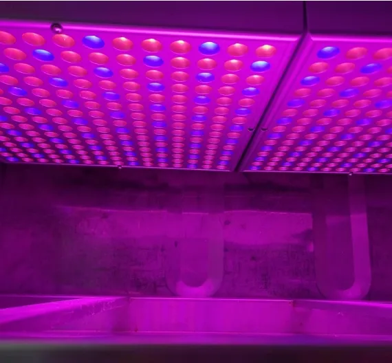 Lyine Hydroponic NFT Container Farming | 220V/380V | Plant Quantity 3600-6000