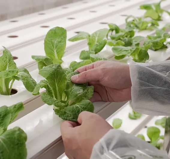 Lyine Hydroponic NFT Container Farming | 220V/380V | Plant Quantity 3600-6000