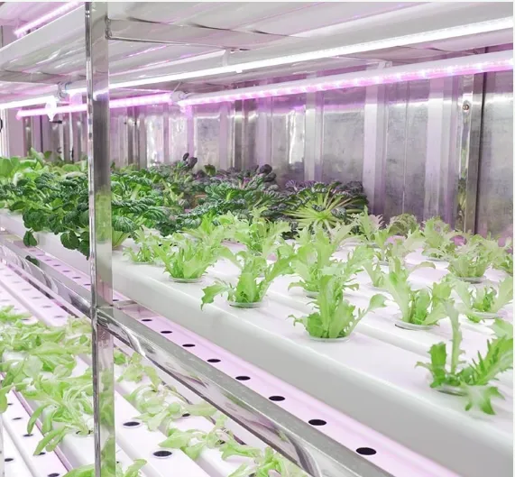 Lyine Hydroponic NFT Container Farming | 220V/380V | Plant Quantity 3600-6000