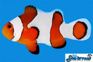 Wide Bar Gladiator Ocellaris (Amphiprion ocellaris)
